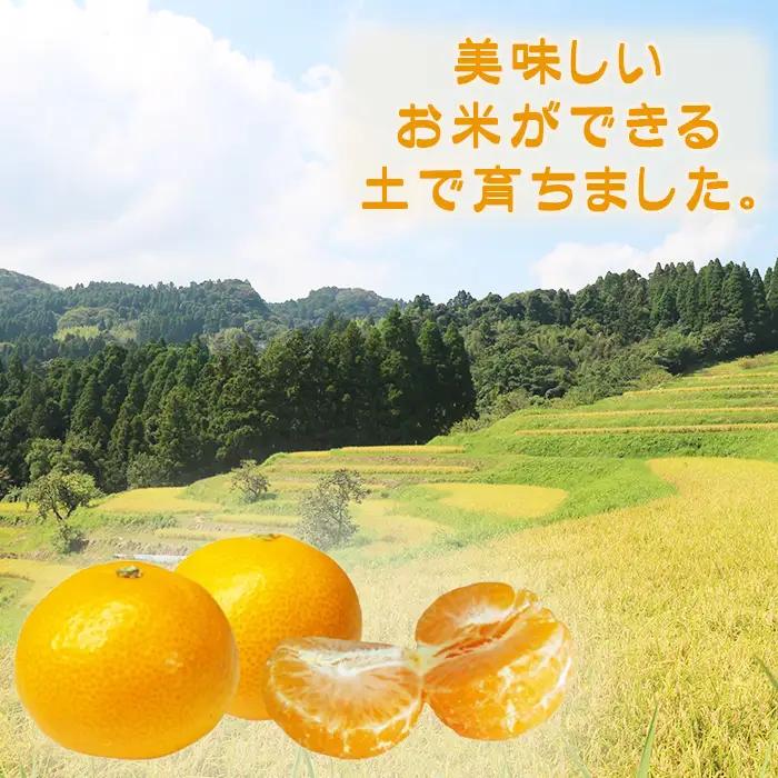 【鴨川の柑橘】じゅわっと甘い 極早生 温州みかん『ゆら早生』５kg 《数量限定》《先行予約》《10月発送》みかん 早生みかん 国産 産地直送 甘い 果汁 薄皮 小粒 濃厚 初物 旬 フルーツ 果物 鴨
