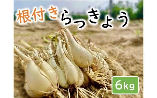
            橋本さんちの根付き生らっきょう 6kg
          