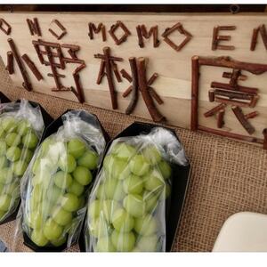 【先着100箱限定】ギリギリまで完熟させた市場に出回らない『樹上完熟シャインマスカット』約2kg【配送不可地域：離島】【1659951】