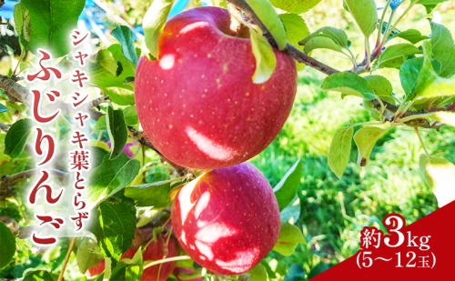 シャキシャキ葉とらず ふじりんご 約3kg 特別栽培農産物 長野県産 訳あり りんご リンゴ フルーツ 果物 おやつ デザート 信州 上田 家庭用
