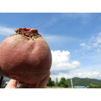 ふるさと納税 飯田市 レッドパワービーツ　1.5kg |  | 03