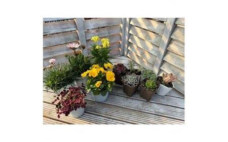 季節のガーデン＆グリーンセット　※離島への配送不可