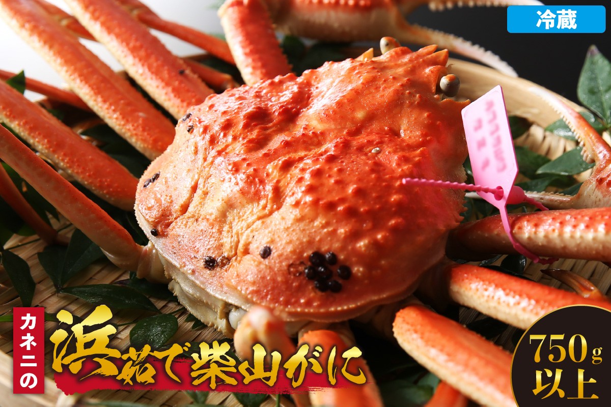 
                  【先行予約】カネニの浜茹で 柴山がに 750g以上 冷蔵【令和8年11月中旬以降発送予定】 国産 カニ かに 蟹 松葉がに 松葉ガニ 柴山ガニ カニ味噌 濃厚 浜茹 数量限定 産地直送 鮮度抜群 大人気 リピーター やみつき ブランド タグ付き ピンクタグ ふるさと納税 おすすめ 返礼品 兵庫県 香美町 香住 柴山 カネニ MBG 100000円 06-20
                