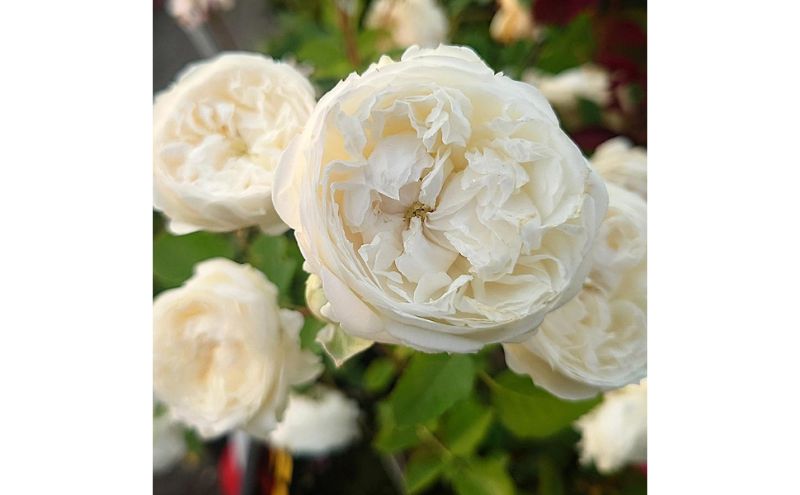 【Apple Roses】バラ苗『ノーブル・ハート』大苗6号ポット植え [52210969]