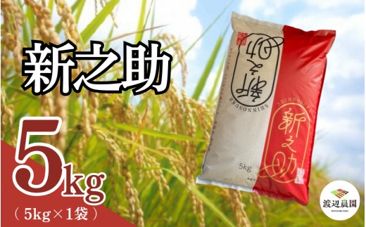
                  【令和8年産米先行予約】 渡辺農園の新之助５kg(5kg×1袋) 新潟県 五泉市 渡辺農園
                