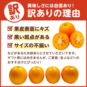 種無し金柑　ぷちまる　訳あり　3kg mi0084-0011-5