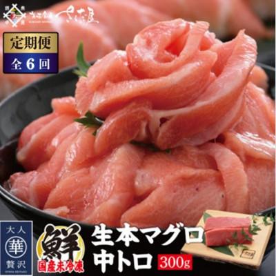 ふるさと納税 越前町 【2ヵ月毎定期便】「生本まぐろ」中トロ　300g(2〜3柵)全6回