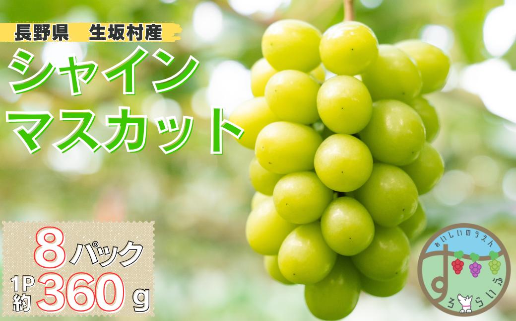 
                  シャインマスカット　8パック（360g×4パック×2箱)
                