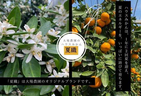 『先行予約』【令和7年6月上旬発送】夏の極上ハウスみかん「夏織」1.3kg  贈答箱・ギフトボックス入り ～海と空と、みかん～ 甘くてとろける夏の果物に ミカン フルーツ 柑橘