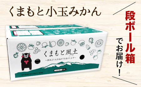 訳あり くまもと小玉みかん 約2.5kg みかん