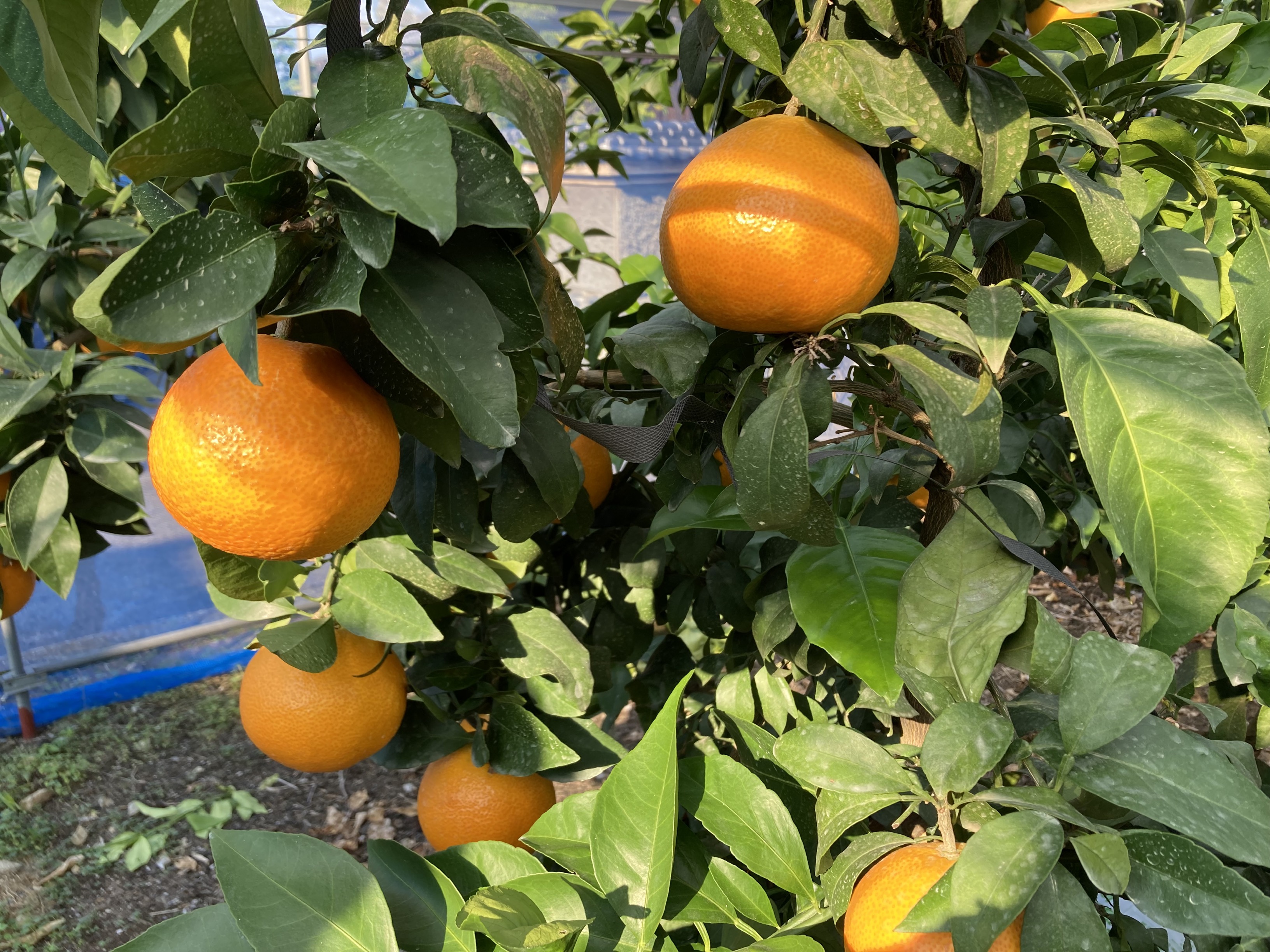 愛果28号 5kg 紅まどんな同一品種 バラ詰め ご家庭用 サイズミックス 農園直送 先行予約 12月発送 愛媛 数量限定 愛媛県産 人気 柑橘 伊予市｜B274