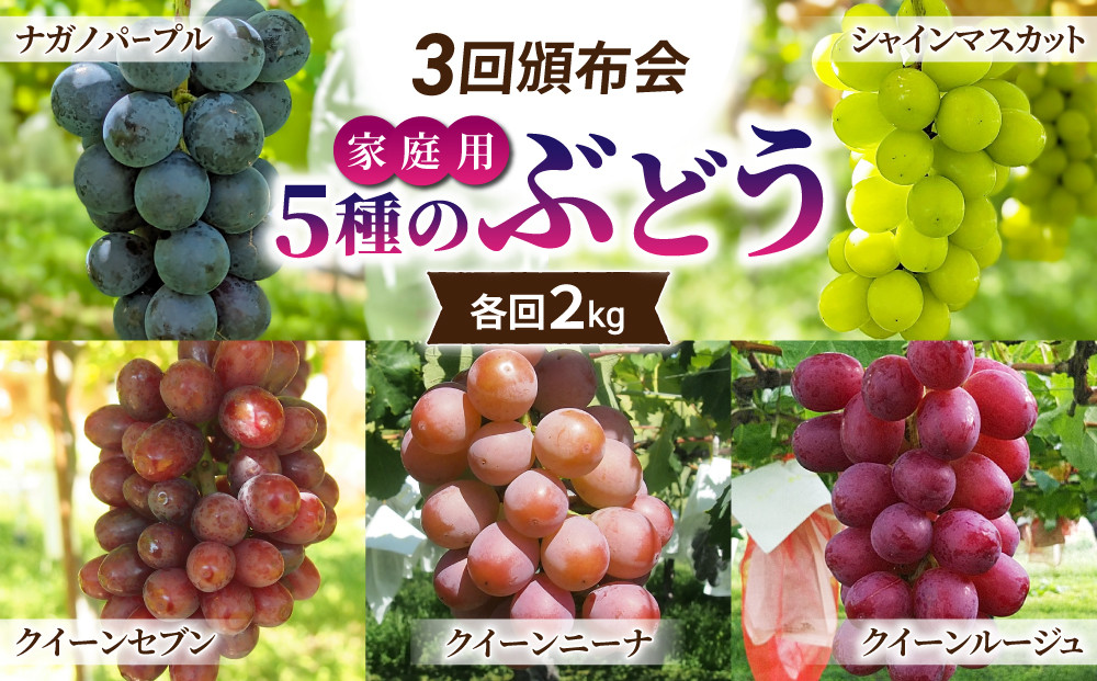 
            【先行受付2025年発送】家庭用旬の5種のぶどう3回頒布会（シャインマスカット、ナガノパープル、クイーンルージュ(R)、クイーンニーナ、クイーンセブン）各回2kg｜東御こもだ果樹園※2025年9月以降発送予定
          