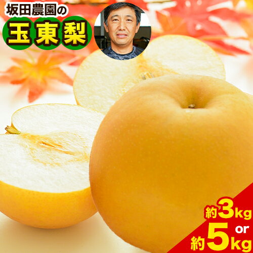 玉東梨 期間限定 【内容量をお選びください】 約5kg 約3kg≪ 8月中旬- 9月末頃出荷 ≫