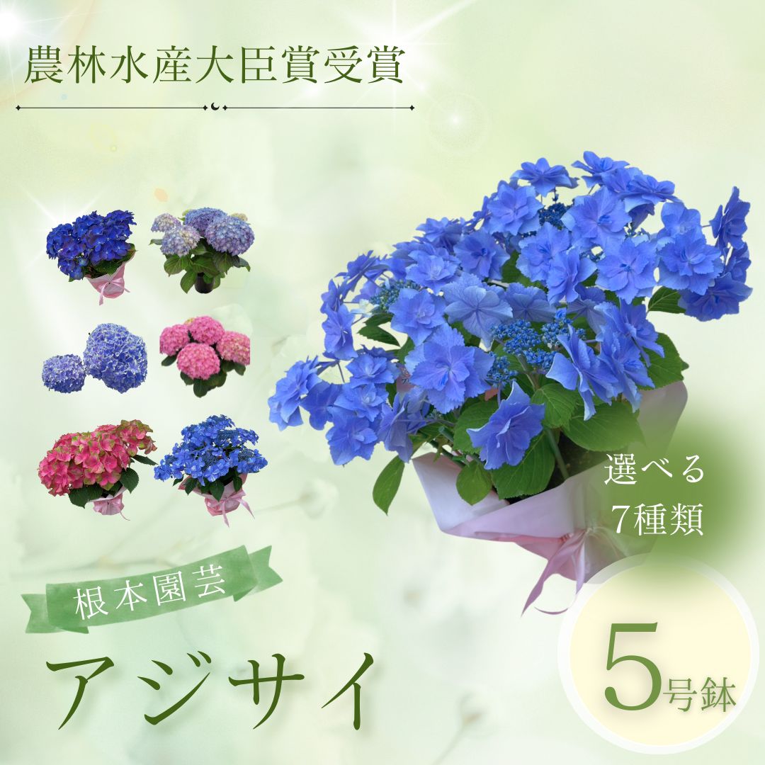 【ふるさと納税】【2027年 先行予約 】アジサイ 選べる種類 | 花 お花 あじさい 紫陽花 5号 花ギフト フラワーギフト 鉢花 鉢植え ギフト プレゼント 贈答 農林水産大臣賞受賞 根本園芸 aj001