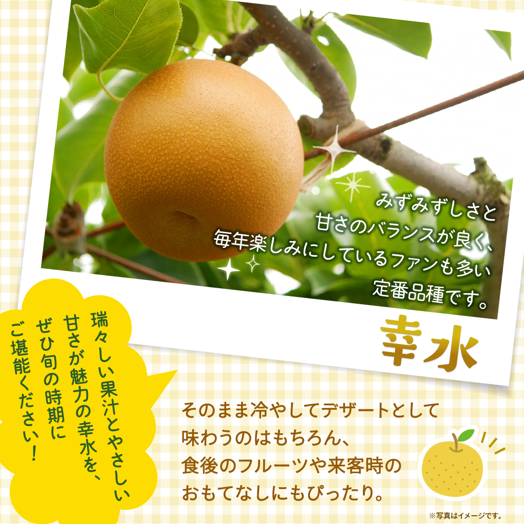 幸水 約3kg【2026年8月より発送開始】（茨城県共通返礼品 [梨]：大子町産） 高糖度 ギフト 贈り物 プレゼント フルーツ なし ナシ 和梨  梨 果実 旬のフルーツ お取り寄せ くだもの 果物
