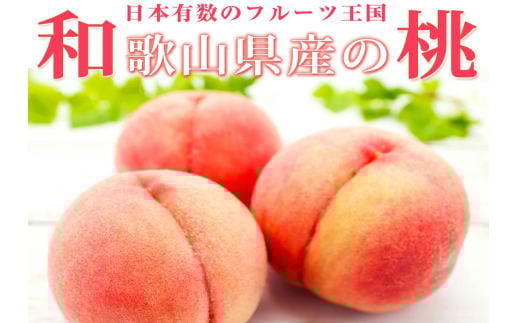 紀州和歌山産の桃　１５玉　化粧箱入	※2025年6月下旬～2025年8月上旬頃順次発送（お届け日指定不可）【uot780A】