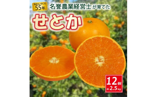 
せとか 12個 約 2.5 kg 【 はら みかん 農園 】 柑橘 オレンジ 沼津 静岡 フルーツ 直送 数量 限定
