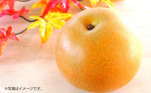 吉野梨 秋月 約5kg 【2026年9月上旬発送開始】 なし ナシ 梨 秋月梨 果物 くだもの フルーツ 熊本県産