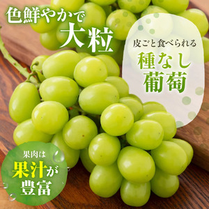 【2026年発送★先行予約】山梨県産 大房 シャインマスカット1房（700g以上） 180-001