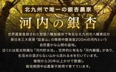 【冷凍】 北九州河内の銀杏 500g 銀杏 ぎんなん ギンナン 実 おつまみ 旬 季節の食べ物 秋の味覚 冷凍 福岡県 北九州