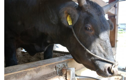 古河市で育った常陸牛！切り落とし650g | 肉 牛肉 650グラム 国産 茨城県 ブランド 冷凍 焼肉 BBQ 小分け 切り落とし 高級 贅沢 ギフト 贈答 贈答用 プレゼント 送料無料_AO04 