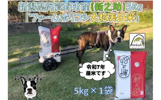 【令和7年産】阿賀野市産新之助「ファームホリコシ 新之助」5kg 白米 精米 新潟県 米 こめ コメ 数量限定 1週間以内に発送可 3H03011