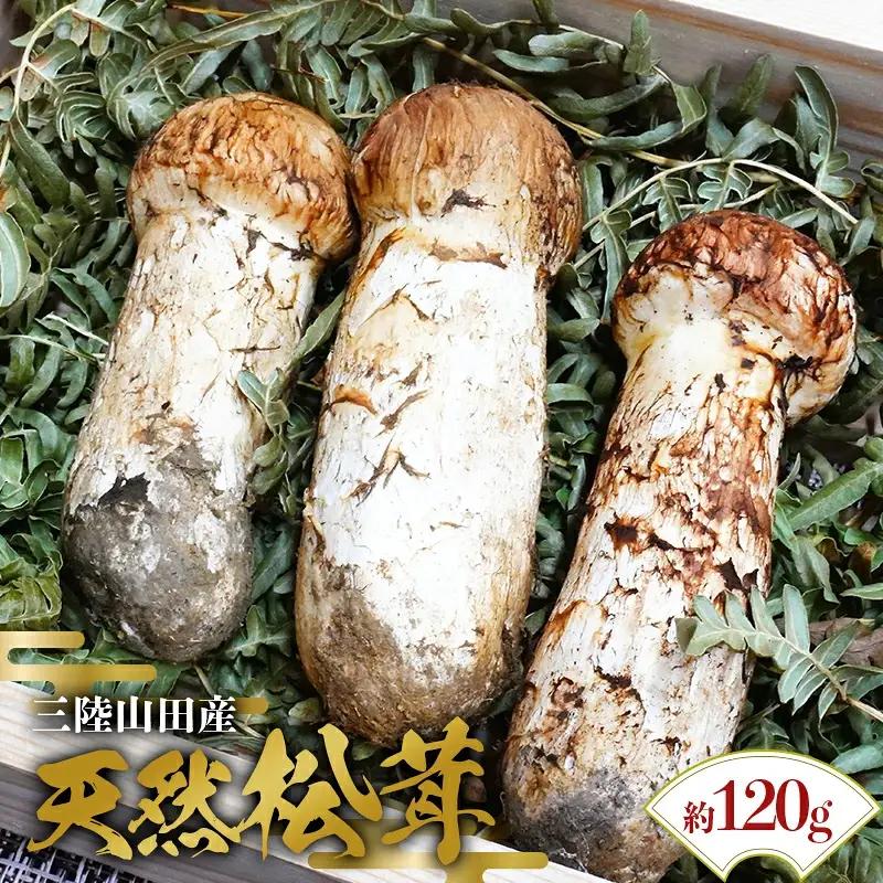 【先行予約】松茸 三陸山田産 120g 天然 松茸［期間限定］
