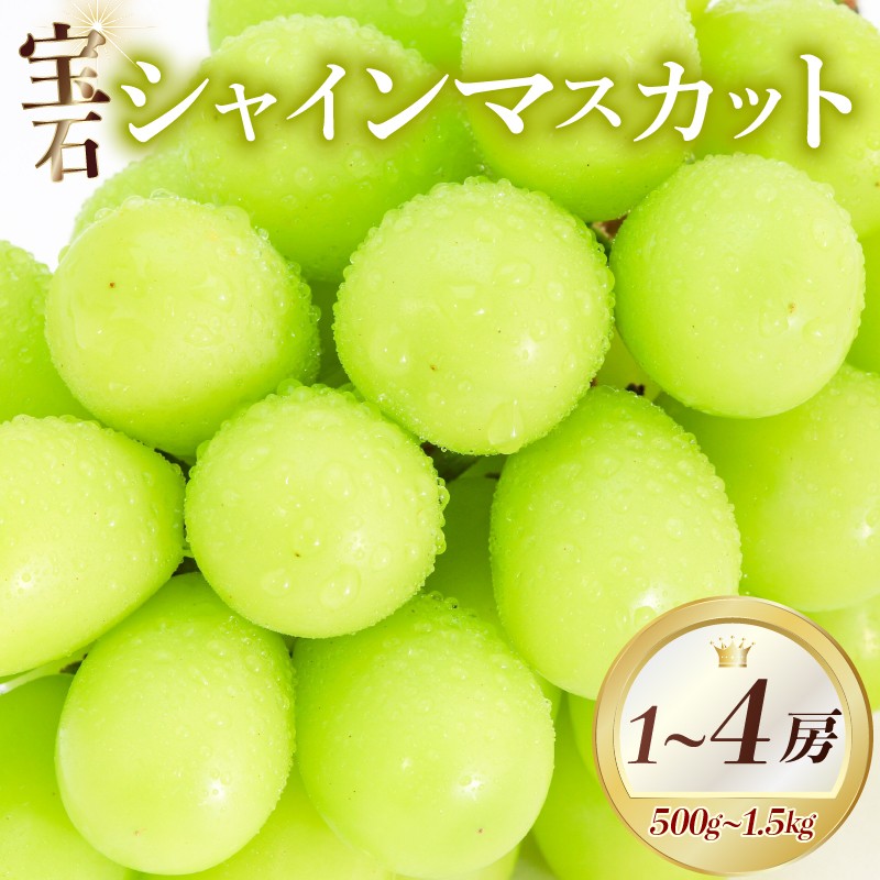 
                  【 先行予約 】 シャインマスカット 500~1.5kg 1~4房 8月中旬からお届け 選べる容量 マスカット シャインマスカット ぶどう ブドウ 葡萄 くだもの フルーツ 果物 2026 高級 贈答 プレゼント 暑中見舞い 自宅用 家庭用 旬 期間限定 数量限定 ご褒美 予約販売 大阪府 松原市
                
