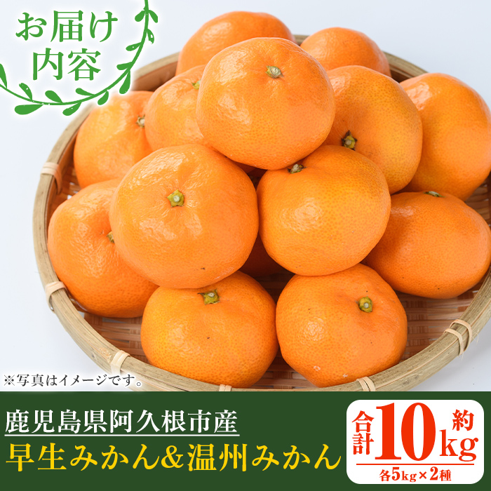＜先行予約受付中！2026年12月上旬以降順次発送予定＞ 数量限定！早生・温州ミカン食べ比べセット(合計10kg・各5kg) 国産 フルーツ 果物 蜜柑 柑橘【三笠農業生産】akn051-13