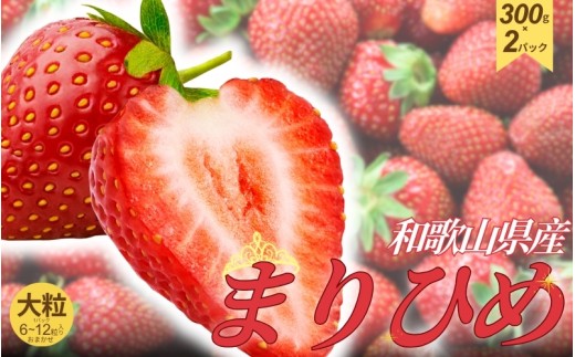 和歌山県産ブランドいちご「まりひめ」大粒系 約300g×2パック入り【2026年12月中旬～2027年2月下旬頃順次発送予定（お届け日指定不可）】【TM89】