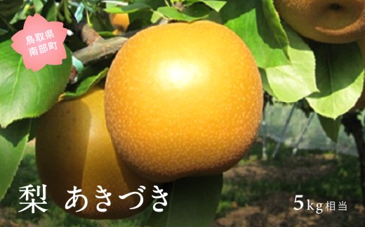 【YA06】あきづき［梨］（5kg箱）2026年9月10日・13日・15日出荷予定＜数量限定＞