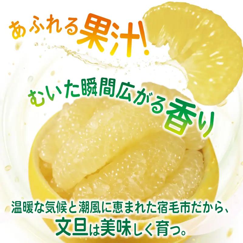 土佐文旦 3kg 家庭用 文旦