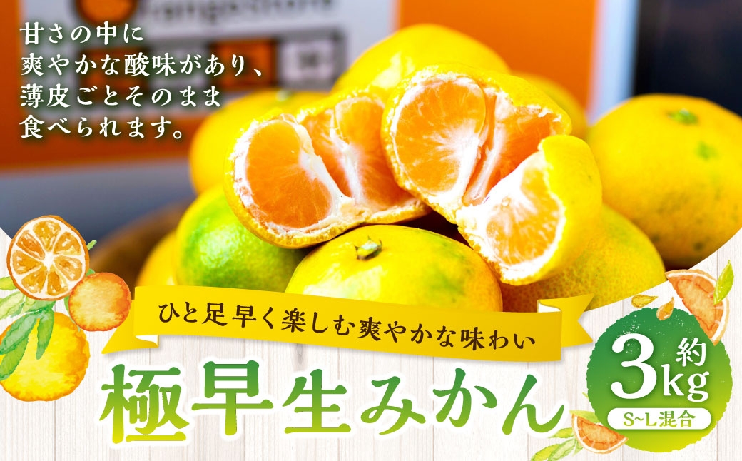 
                  【 ひと足早く楽しむ爽やかな味わい 】 極早生みかん 約3kg みかん ミカン 柑橘 柑橘系 柑橘類 くだもの 果物 フルーツ 果実 果汁 果肉 国産 愛媛県産 薄皮 【 2026年9月下旬-11月上旬発送予定 】 ( 1094 )
                