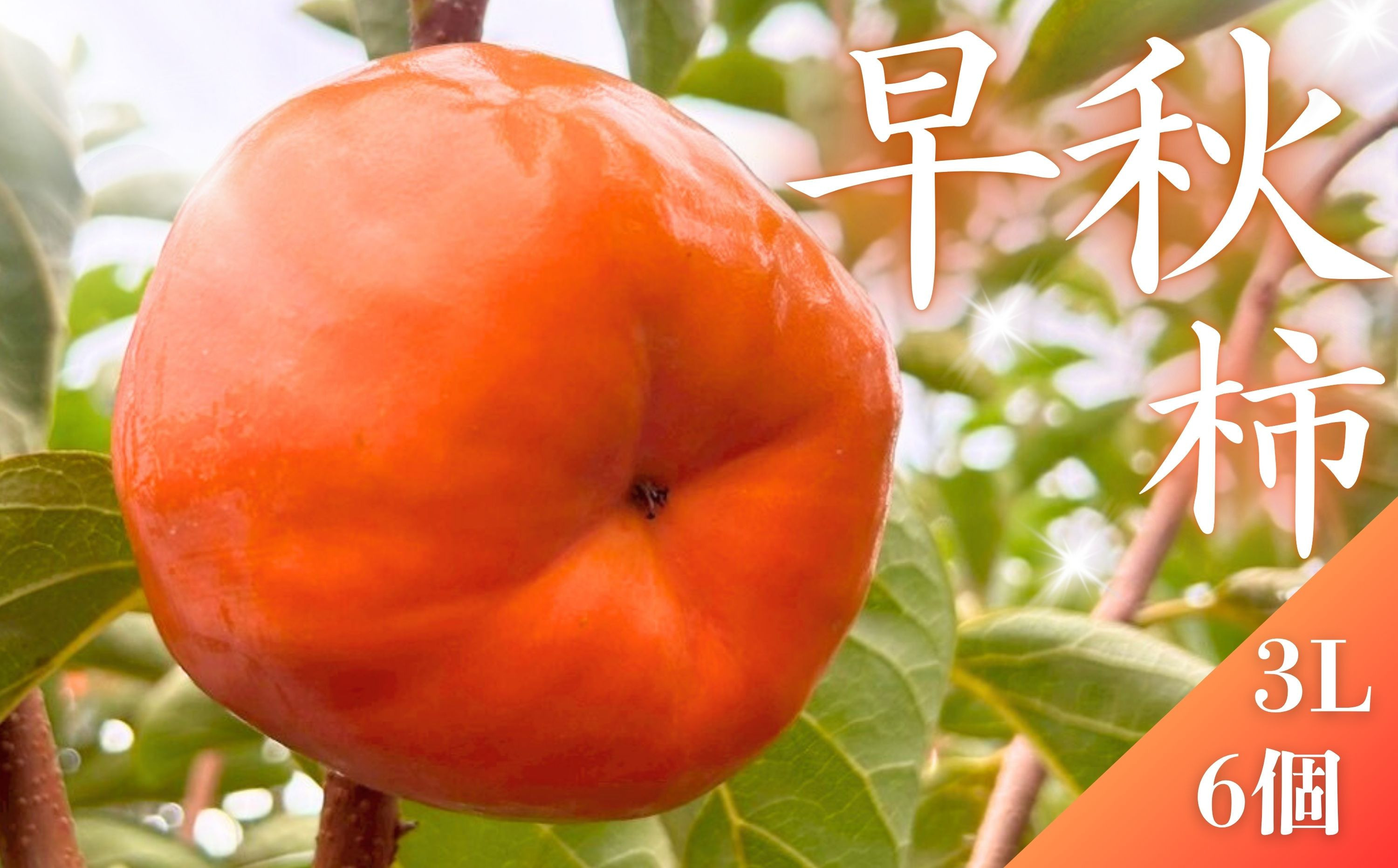 
            【先行予約】 真っ赤で大きくて甘い！ Farm m&aの早秋柿 3L×6個 秀品 岐阜県 大野町（2025年10月中旬～発送）農家直送 果物 フルーツ 秋の味覚 柿 かき 早秋 そうしゅう
          