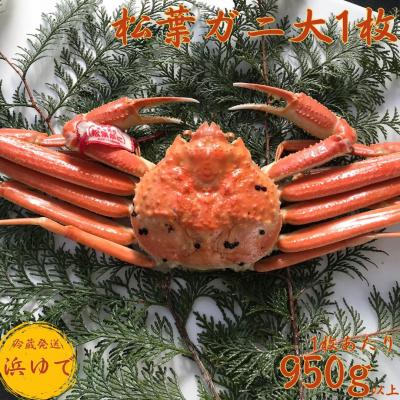 ふるさと納税 湯梨浜町 ■浜下商店■松葉ガニ大1枚〔浜ゆで〕(53M.)
