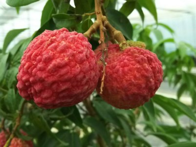 【期間限定発送】 生ライチ 15粒入り [大黒園 宮崎県 日向市 452060925] 果物 フルーツ 国産 宮崎産