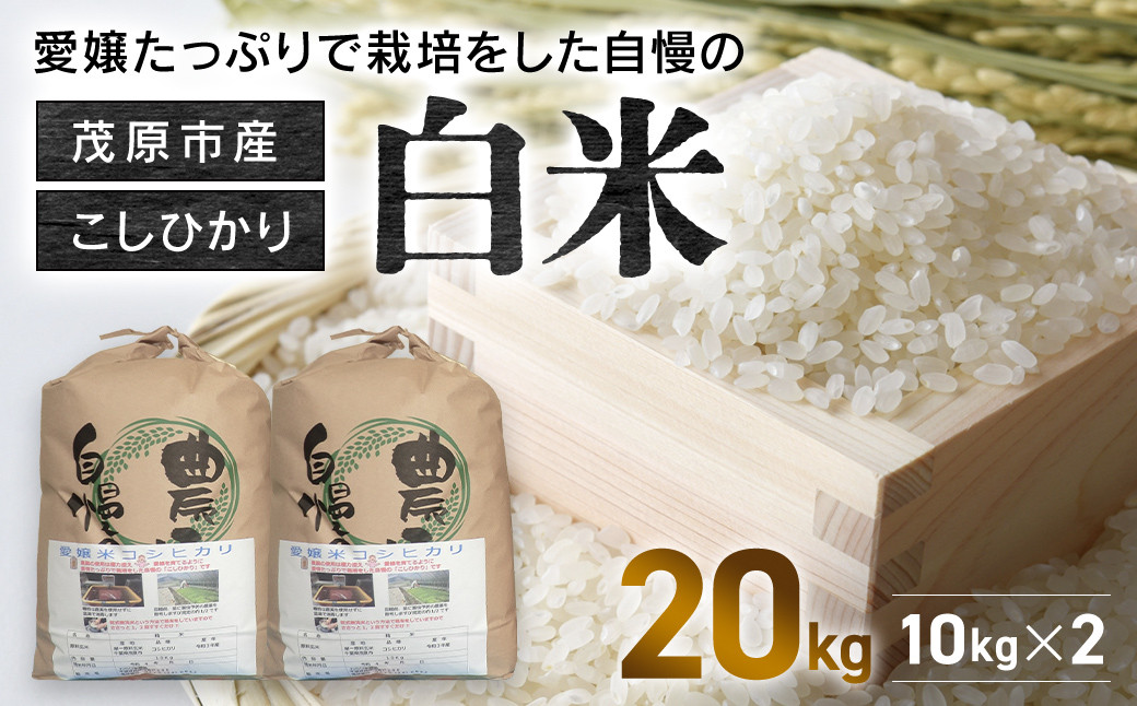 
【令和6年産】　茂原市産こしひかり白米10ｋｇ×2袋 ふるさと納税 コシヒカリ 米 精米 白米 こめ 千葉県 茂原市 MBAO012
