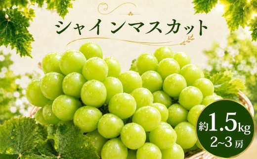 シャインマスカット 1.5kg 2026年 先行予約 数量限定 | シャインマスカット ぶどう 葡萄 グレープ 果物 フルーツ 甘い おいしい 大房 旬 農家直送 新規就農 限定 果樹 高級果物 お取り寄せ 新鮮 人気品種 デザート スイーツ 美味しい ギフト 人気 くまさん農園 埼玉県 久喜市