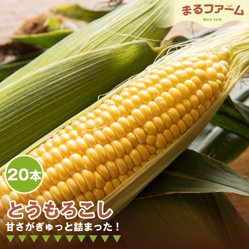 
                  トウモロコシ　20本 ／ とうもろこし コーン 国産 新鮮 夏野菜 甘み 粒感 料理用 茹で用 焼き用 BBQ バーベキュー シンプル調理 大容量 日常使い 千葉県 特産 No.382
                