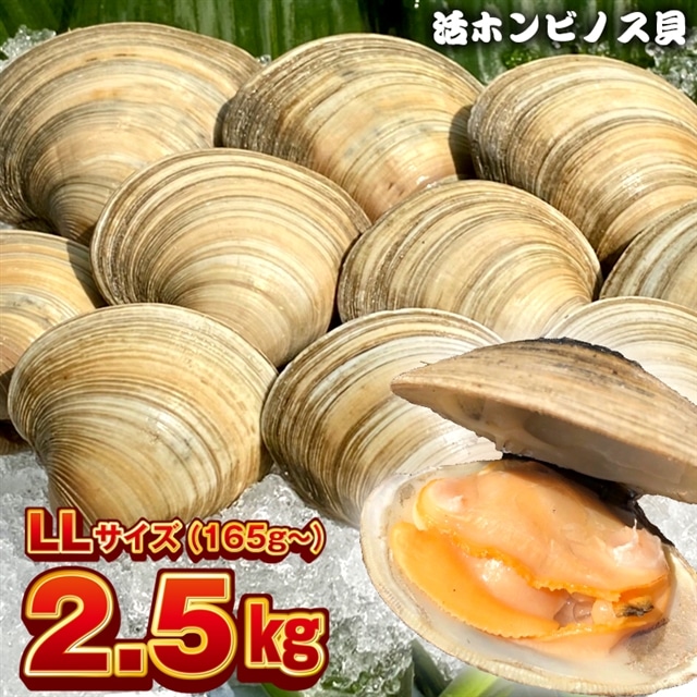 BK-7LLez 漁師直送！活ホンビノス貝2.5kg（LLサイズ）