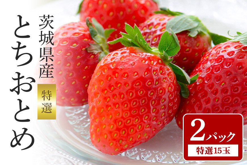 
【数量限定・先行予約】 とちおとめ 特選15玉 2パック いちご イチゴ 苺 フルーツ 果物 くだもの ＜2025年1～3月発送予定＞ （茨城県共通返礼品 石岡市） 71-F
