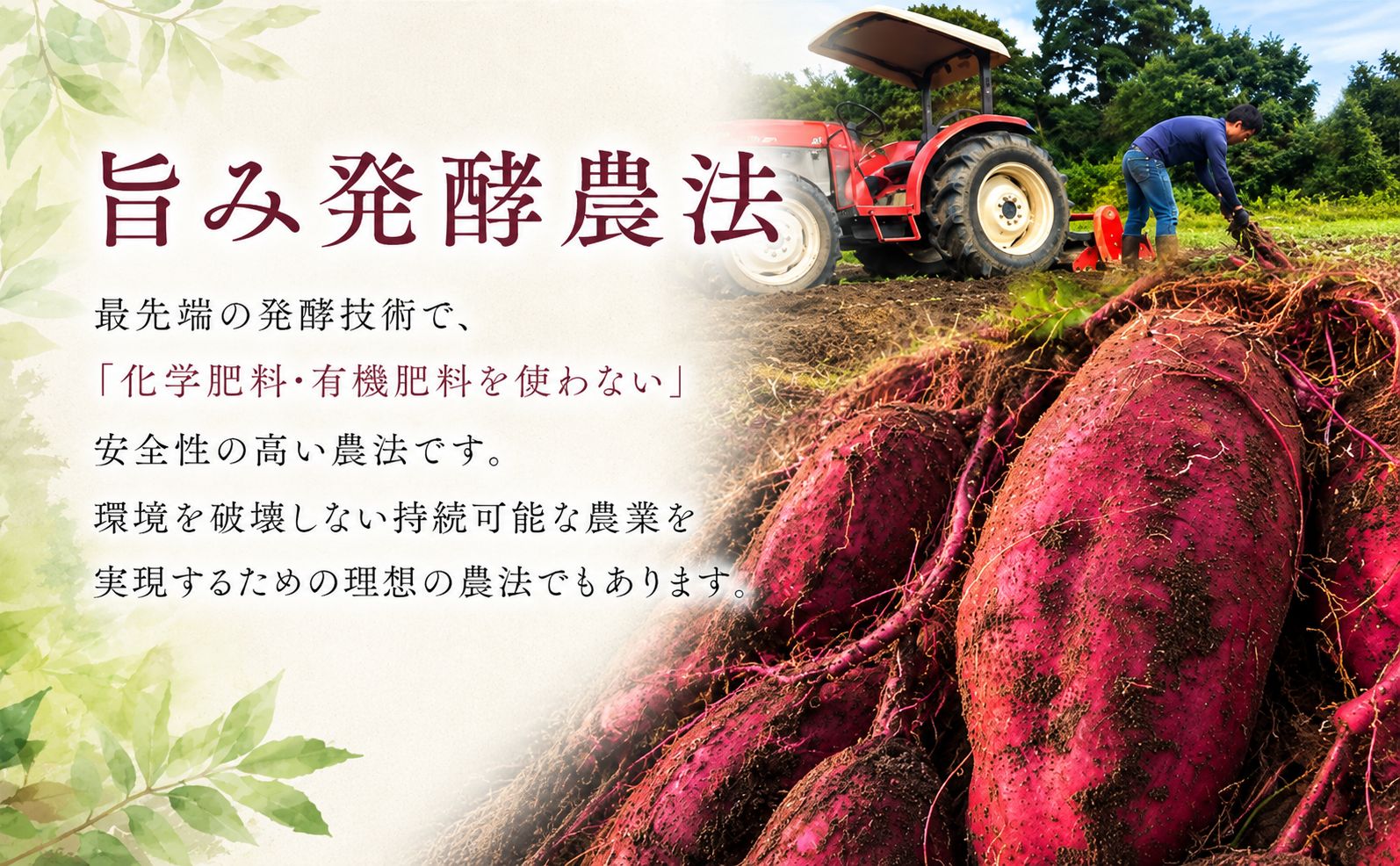 冷凍 旨蜜芋 2kg 紅はるか 焼き芋 さつまいも サツマイモ 
