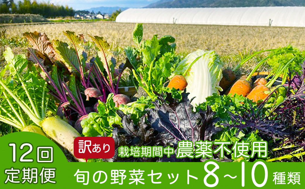 【12回定期便】かたもとオーガニックファームの農業研修生が無農薬・自然栽培で育てたお野菜セット 8～10品目 ｜ 産地直送 朝採れ 新鮮 京野菜 京都府 亀岡産