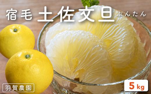 土佐文旦 5kg 家庭用 羽賀農園