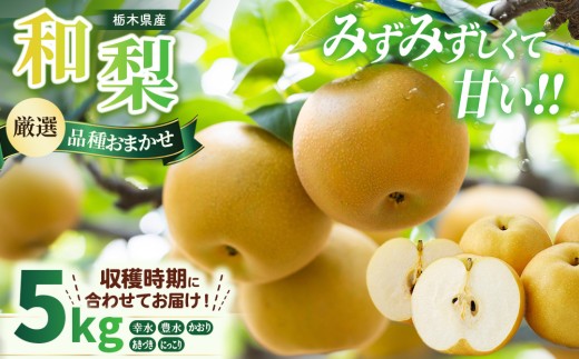 和梨 約5kg 品種おまかせ（幸水 豊水 かおり あきづき にっこり） | 先行予約 果物 フルーツ 旬 栃木県産 ※2026年8月～発送