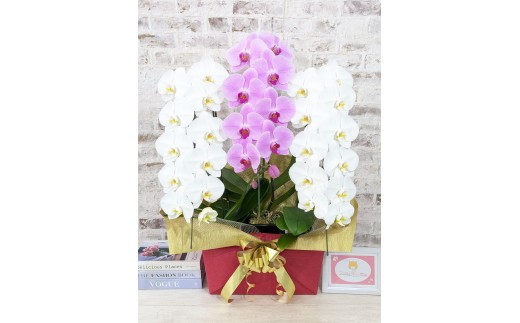 B099　【☆新機能☆ZERO胡蝶蘭】　紅白胡蝶蘭　３本立て＊白・ピンク＊（大輪）＜７つの特典付き！＞〈約高さ９０ｃｍ、横幅５５ｃｍ、奥行き４０ｃｍ〉33輪以上