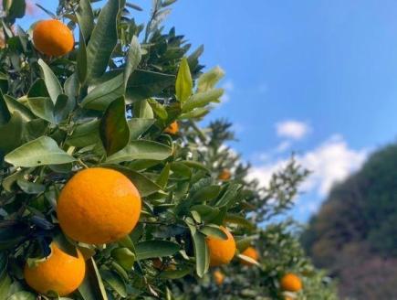 【2025年2月初旬より発送】【自然栽培】宮内伊予柑 皮ごとストレート 720ml 3本 ジュース 果汁100％ 愛媛県産