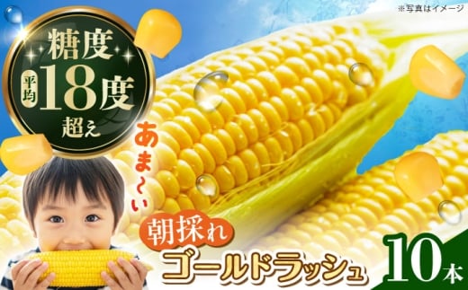 【先行予約】ゴールドラッシュ とうもろこし10本【遠藤ファーム】 人気 キャンプ BBQ とうきび 生 野菜 トウモロコシ スイートコーン コーン [BDAF004]