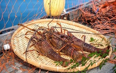 10月中旬以降発送 天然 冷凍伊勢海老１kg（サイズおまかせ）エビ 甲殻類 海鮮BBQ アウトドア キャンプ お祝いえび 伊勢えび イセエビ 刺身 お刺身 鍋 お味噌汁 冷凍配送 海鮮 魚介類 海の幸