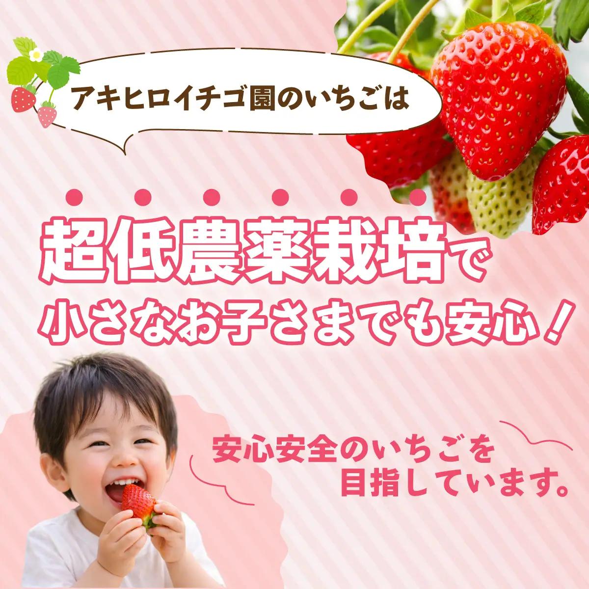 家庭用いちご やよいひめ ４パック 1120g いちご 群馬県 前橋市